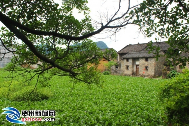 6月17日,钟山县石龙镇首届旅游文化节在石龙镇黄龙村农家休闲大院