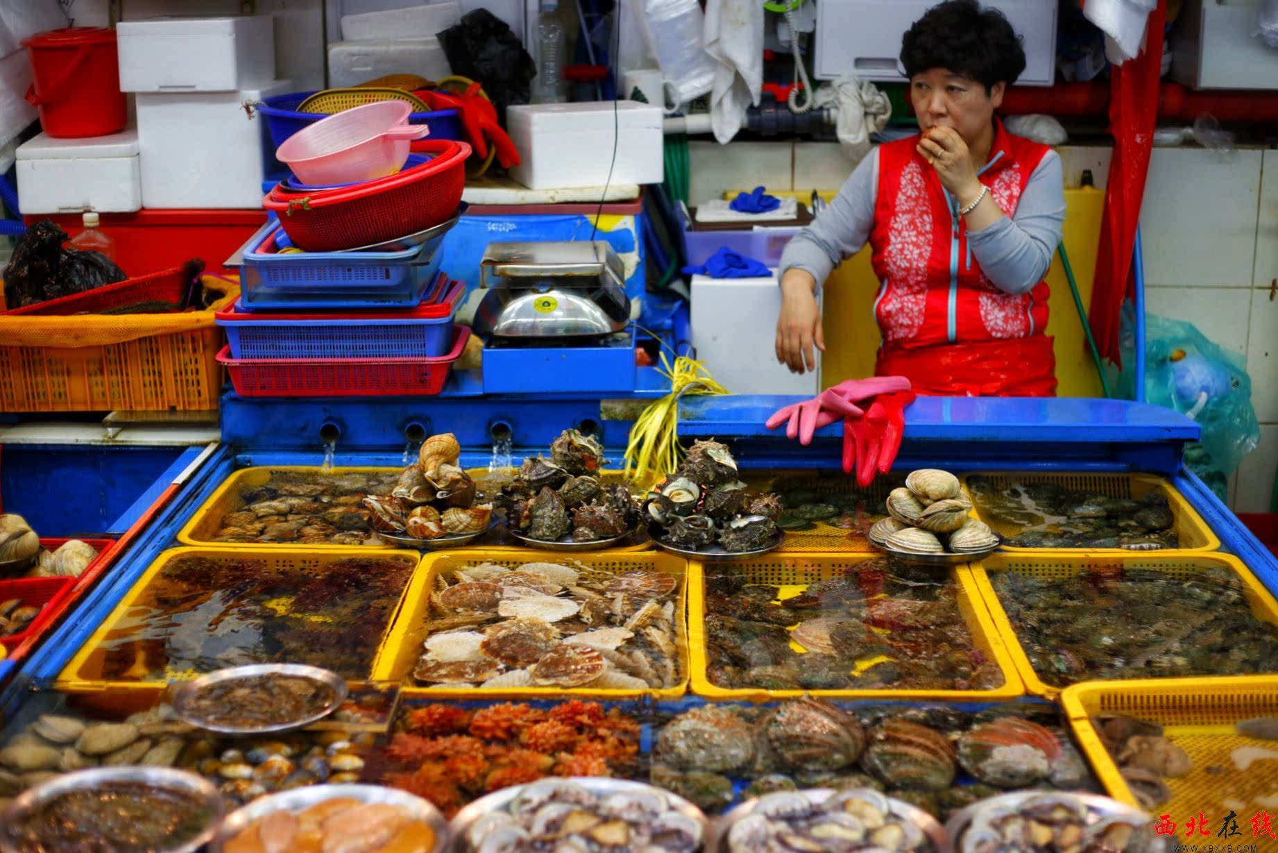 美女在菜市场生吞活章鱼 韩国生猛海鲜之道