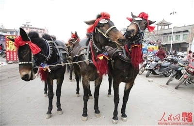 说起骡子车,马车,从上个世纪五六十年代过来的人并不陌生,甚至很多人