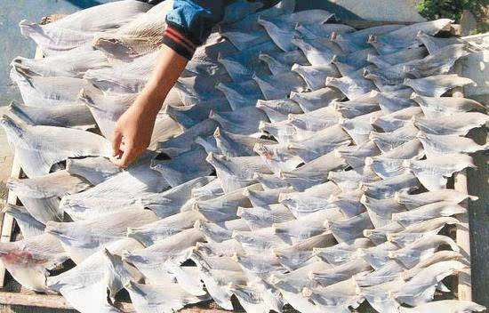 港媒:印尼年产486吨鱼翅供华人区 鲨鱼尸体堆积
