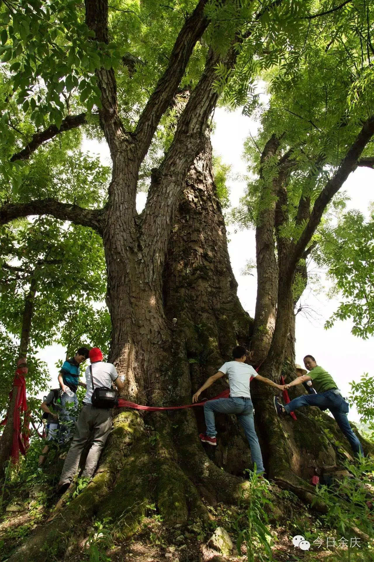 贵州余庆发现巨大黄连古树 树龄超400年