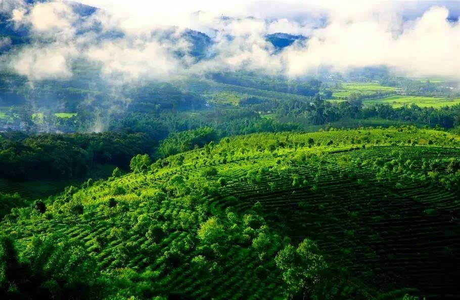 大片大片的古茶园隐藏在茂密的原始森林里,与香樟,竹林混生混长,造就