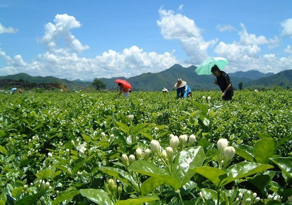 横县,位于广西南部,南宁东部,是"中国茉莉之乡.