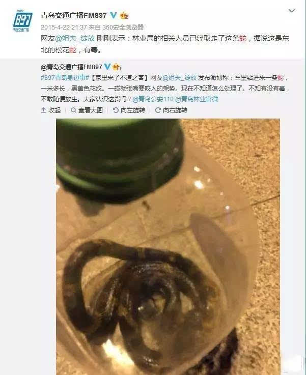 分享昨天:有一女子养了条蟒蛇,这个蛇忽然之间就不吃不喝的好一阵子