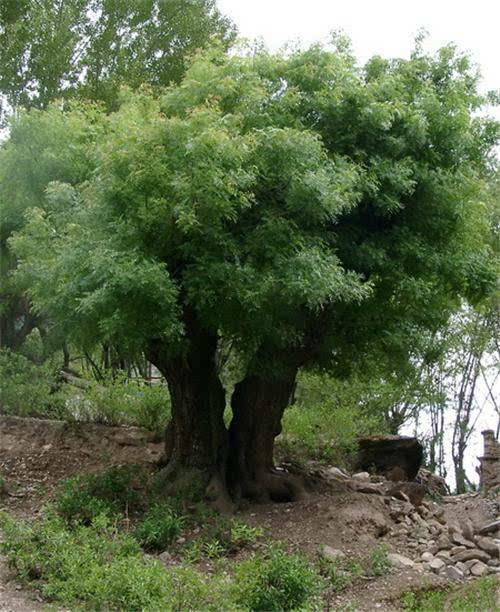 滁州市黄连木生物柴油原料林基地造林技术