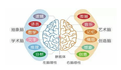 人类大脑左右半球优势探讨与右脑思维训练策略