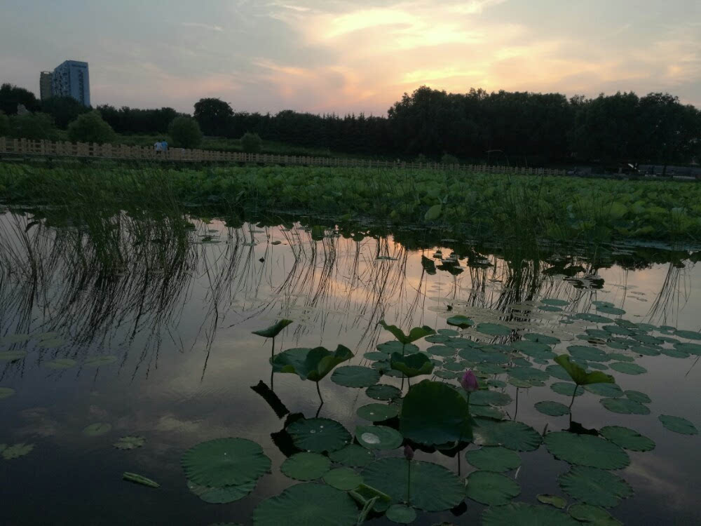 昌邑天热,我愿与你到湿地公园遛弯,你去吗?