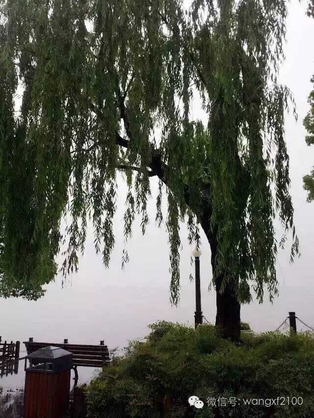 杨柳岸烟雨江南