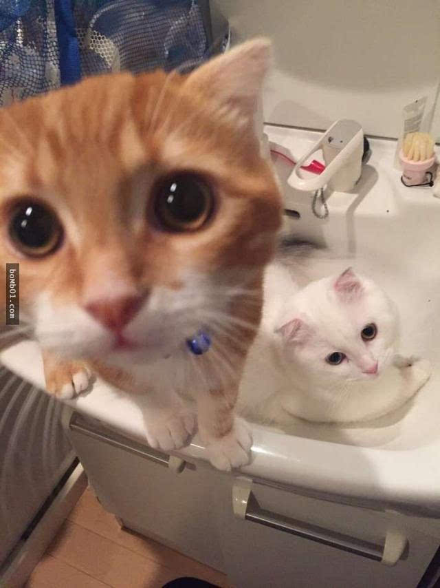 呆萌橘猫一早就想找到躺在洗手台里的悠哉白猫
