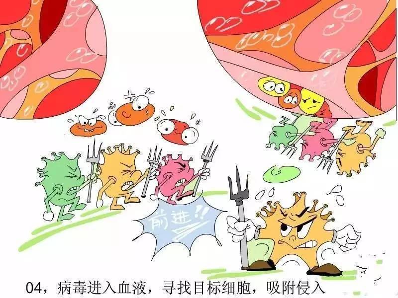 免疫细胞如何大战病毒? 妙趣漫画1分钟读懂