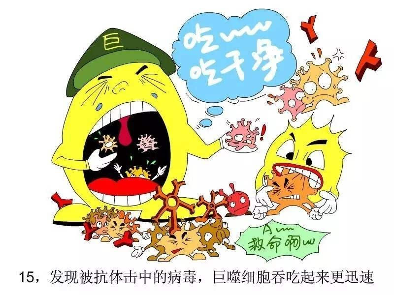 免疫细胞是一大群细胞,其中有淋巴细胞(包含t,b,nk淋巴细胞等),树突