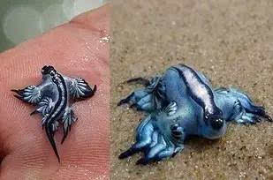 大西洋海神海蛞蝓也叫作蓝燕子或者蓝龙