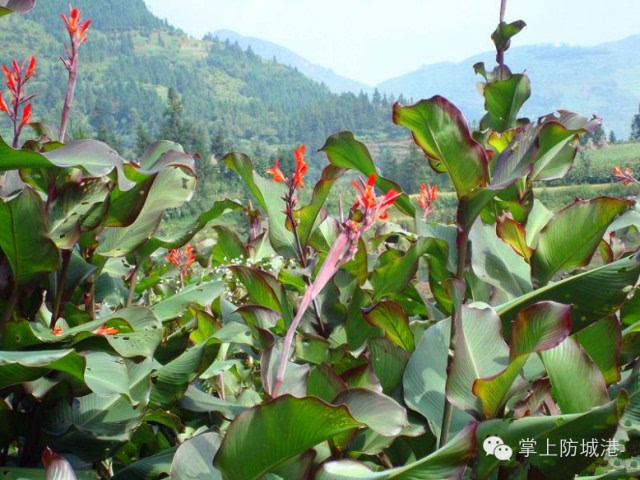 ③番鬼芋 小伙伴说:花蜜甜甜的,吃过这个的肯定是 —— 采花贼 ④盐