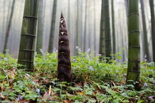 一场雨下来 竹笋就会发疯般长大 这个时候也往往是竹农们最开心的