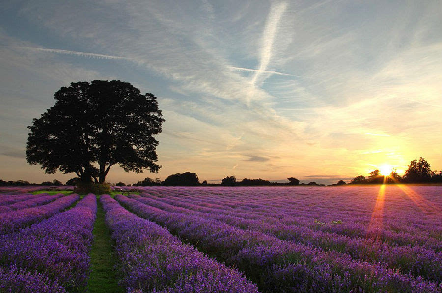 英国最浪漫薰衣草田 mayfield薰衣草种植园