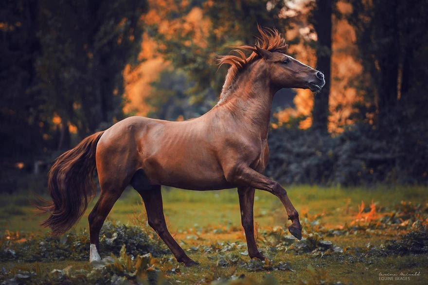 优美的线条 摄影师镜头中美丽的马