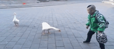 你竟敢挑衅本大鹅?