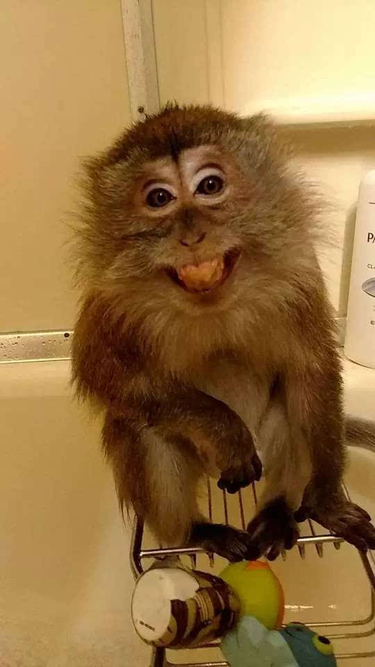 美国的一个姐妹收养了一只猴子.结果发现这家伙居然