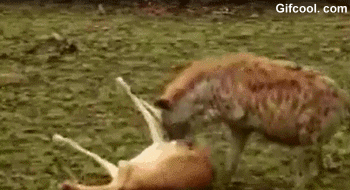 豹子和鬣狗抢食羚羊_搜狐其它_搜狐网