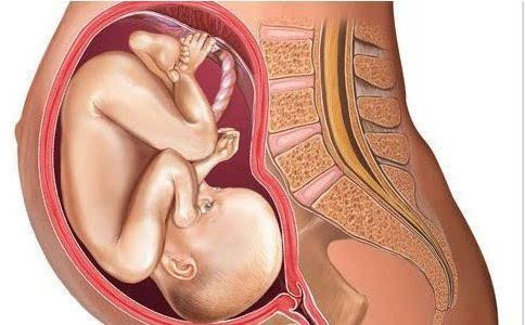 图示胎位 怀孕39周胎儿胎位图