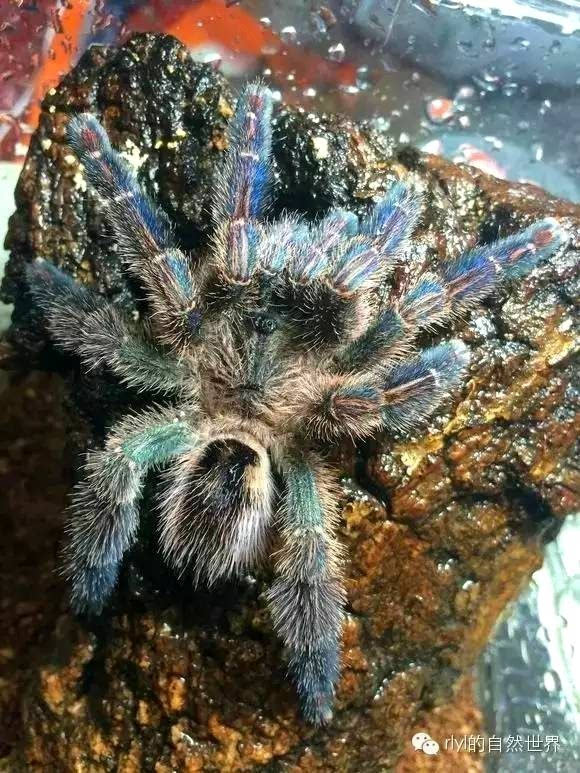 [蜘蛛迷]蓝宝石粉趾:avicularia diversipes繁殖记录!