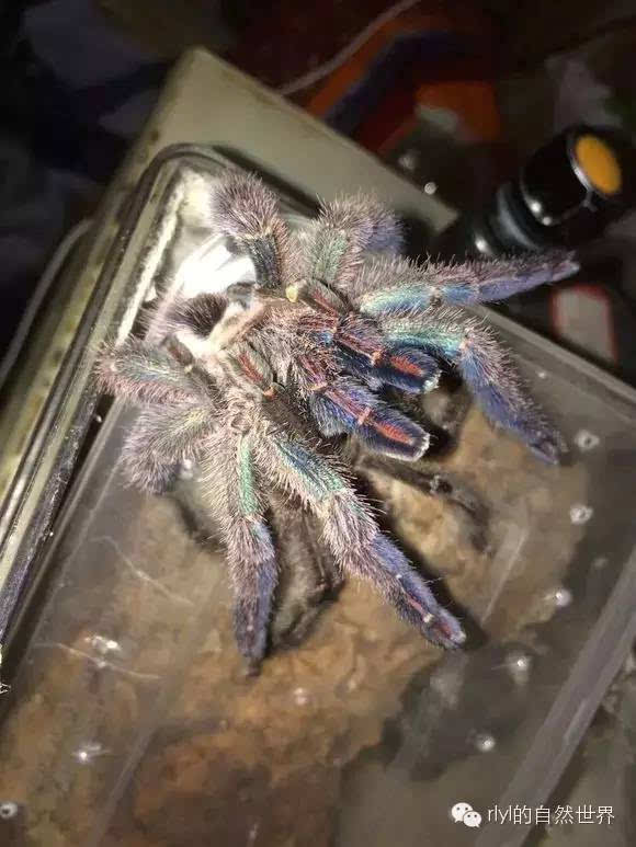 [蜘蛛迷]蓝宝石粉趾:avicularia diversipes繁殖记录!