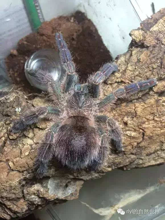 [蜘蛛迷]蓝宝石粉趾:avicularia diversipes繁殖记录!