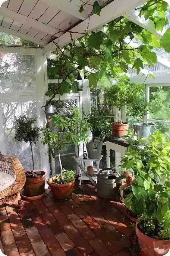 阳台上种的不是植物,是对生活的态度!