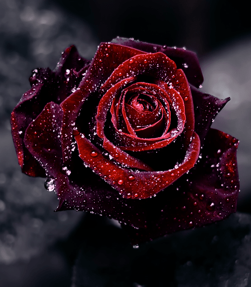 玫瑰花意境素材_火红玫瑰代表我爱你