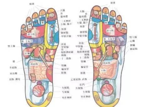 脚底部存在着各脏器的反射区,某些脏器产生病变后,可以在其反射区上