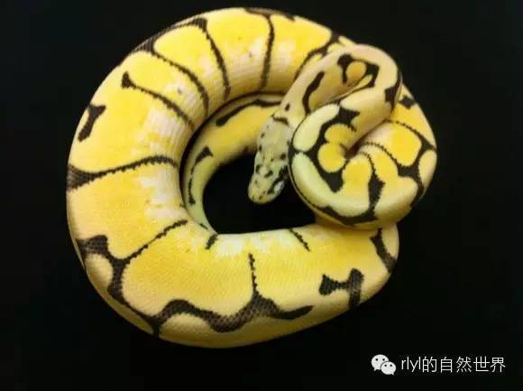 [蟒蛇迷]derest ghost ballpython combs(沙漠鬼球蟒组合)