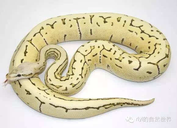 蟒蛇迷derestghostballpythoncombs沙漠鬼球蟒组合