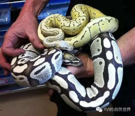 [蟒蛇迷]derest ghost ballpython combs(沙漠鬼球蟒组合)