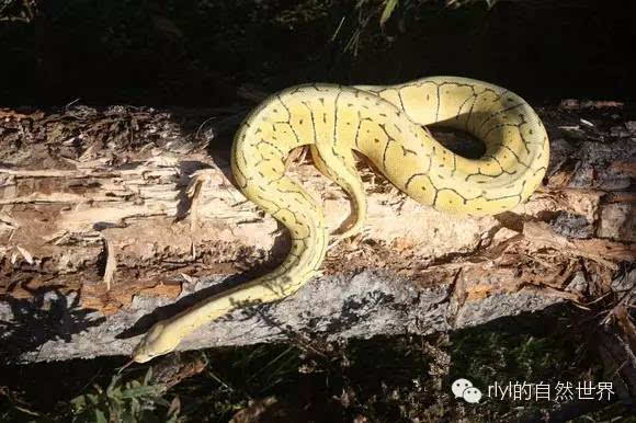 [蟒蛇迷]derest ghost ballpython combs(沙漠鬼球蟒组合)