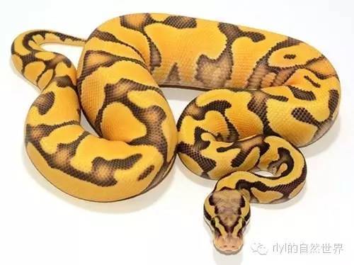 [蟒蛇迷]derest ghost ballpython combs(沙漠鬼球蟒组合)