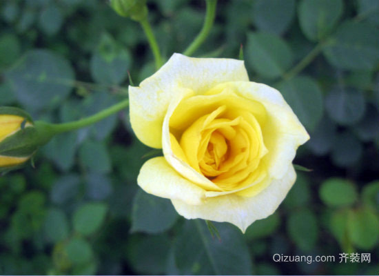 黄玫瑰代表什么意思,而它的花语又有哪些?_搜
