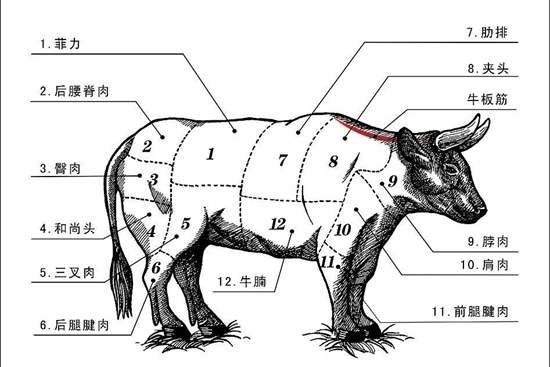 牛的生理结构与牛的生理解剖图图片