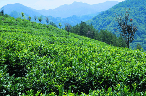 盘龙茶占据安康富硒茶核心种植区 盘踞深山做好茶