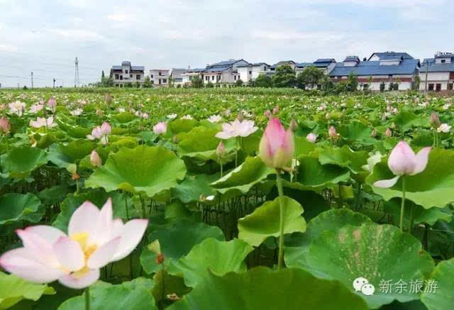 听说,今天很多人去罗坊看荷花,雨中荷色更纯洁