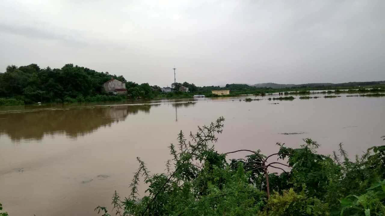 江夏湖泗官堤洲东港发生管涌滑坡 军民合力排除险情_手机搜狐网