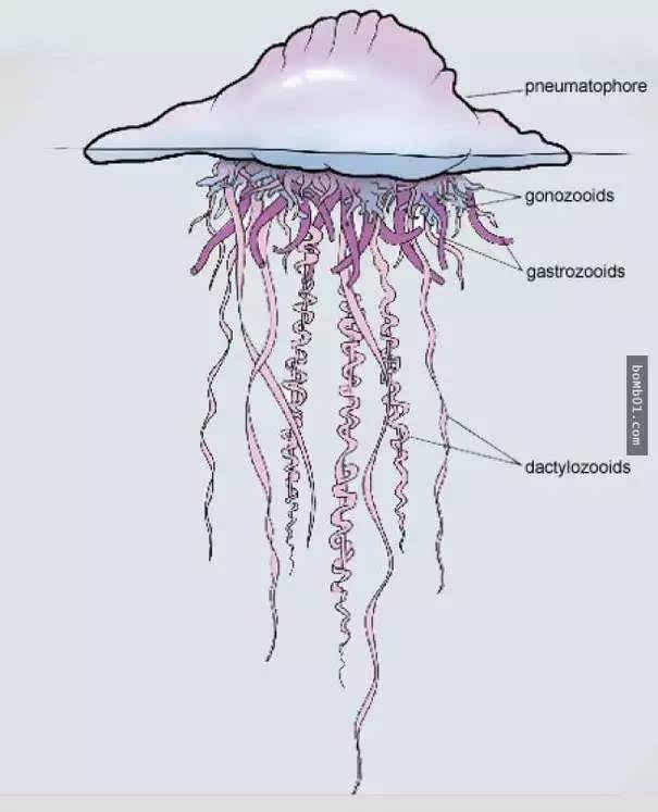 这不是塑料袋吗 "剧毒"僧帽水母,为啥长成这样?