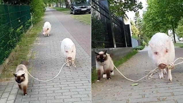 爆笑!德国街头上演猪牵猫悠闲散步场景