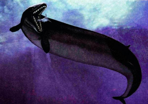龙王鲸追捕鲨鱼(网络图)tips罗德侯鲸:属于已经灭绝的古鲸亚目,生活在