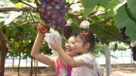这个夏天一起去宜昌鸦鹊岭采葡萄、摘甜瓜!附