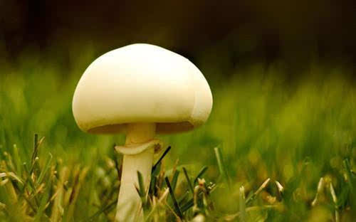 生命的中途,冒出一朵小蘑菇