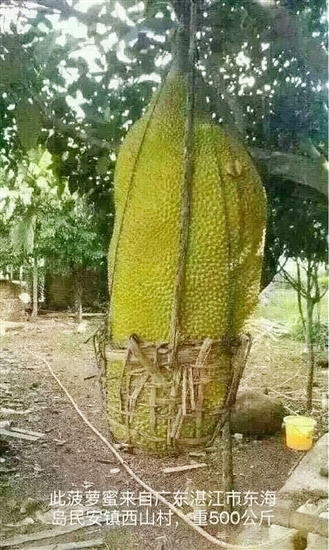 微信朋友圈疯传一张照片,照片出现一个挂在树上的巨大菠萝蜜,被一个框