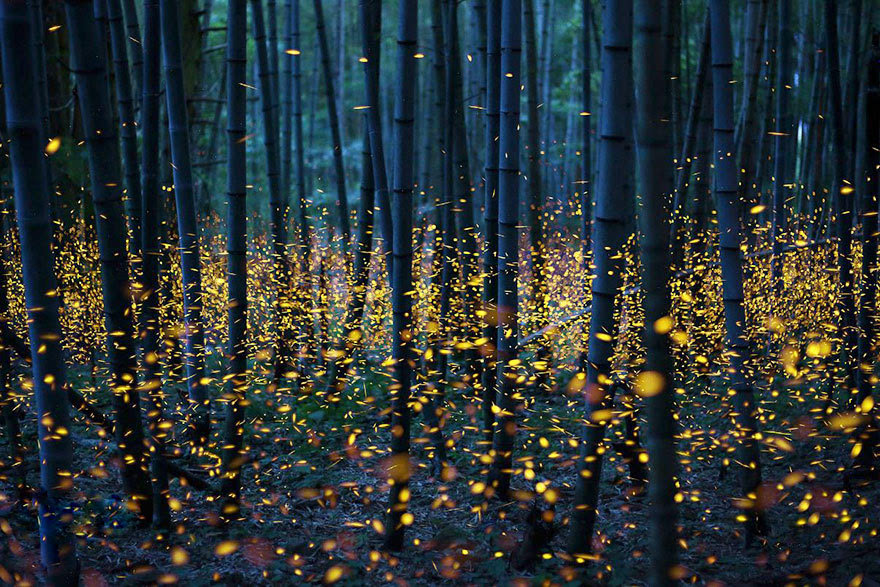 日本夏夜萤火虫聚集 森林变成超现实舞台(组图)
