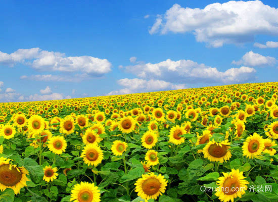 太阳花的象征意义是什么 又有何寓意?