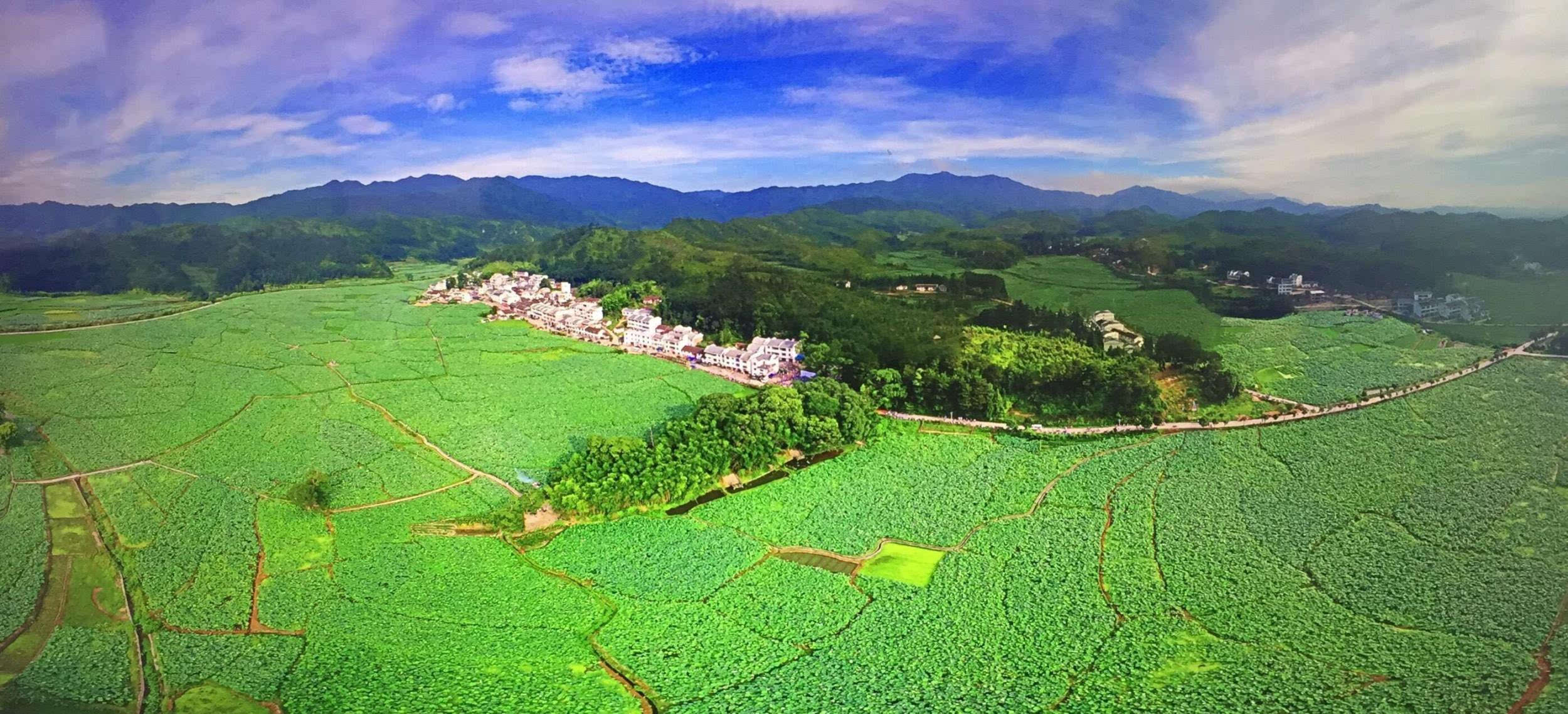 郭心悦)7月9日上午,"中国莲花第一村"的江西省广昌县驿前镇姚西景区