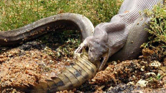 蟒蛇pk食人鳄:鳄鱼整个被吞